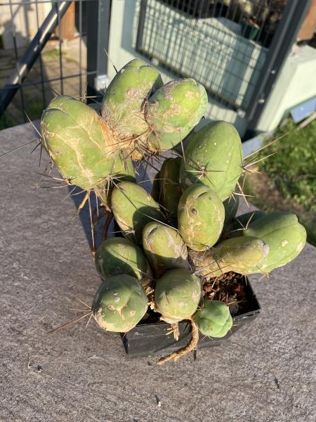 Trichocereus bridgesii monstrosus